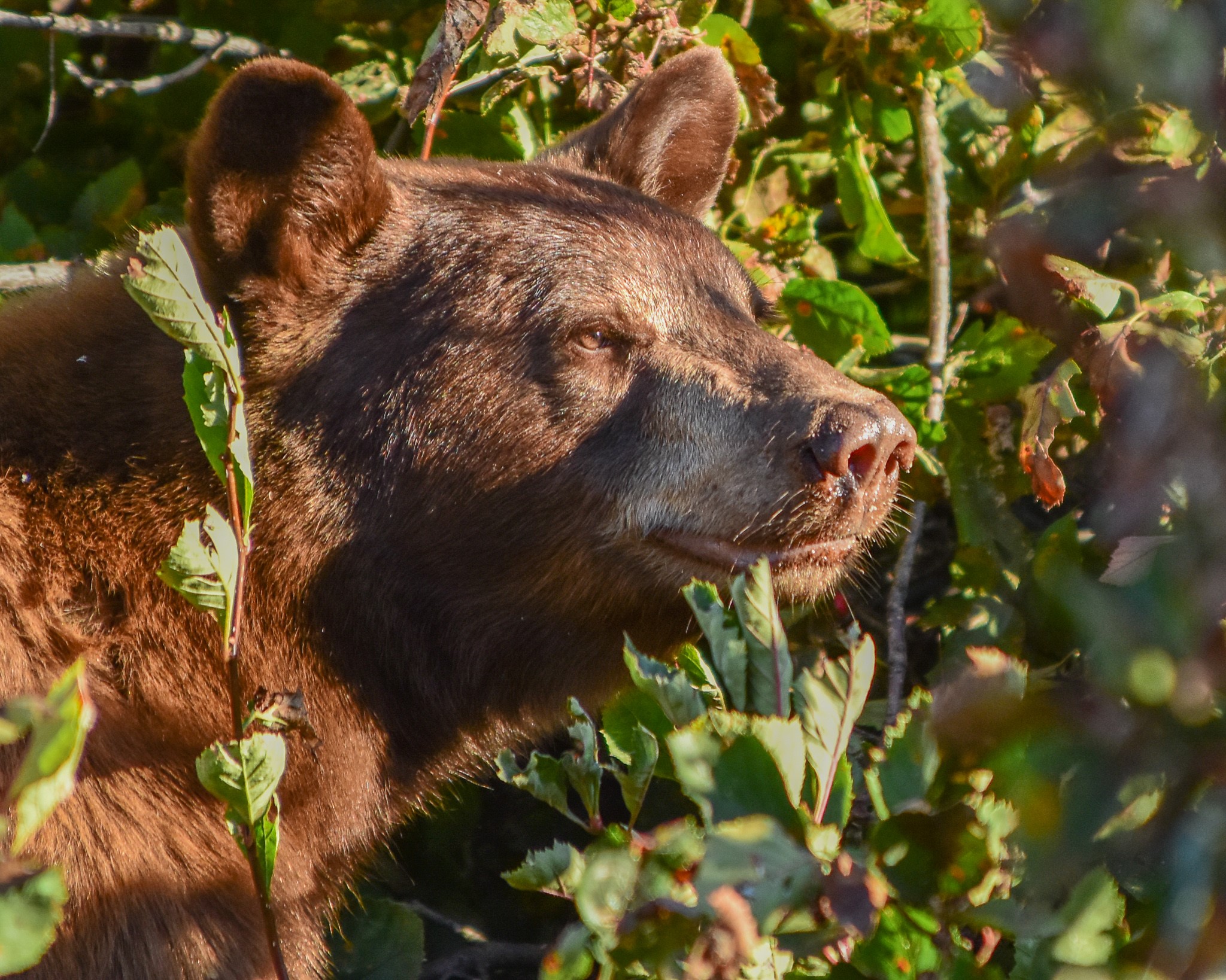 Spring Bear Hunting Seasons Inland Northwest Wildlife Council